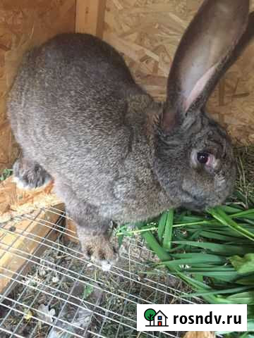 Кролики -самец Старый Городок - изображение 1