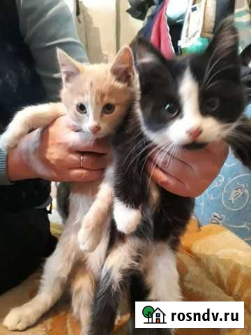 Кошки бесплатно Улан-Удэ - изображение 1