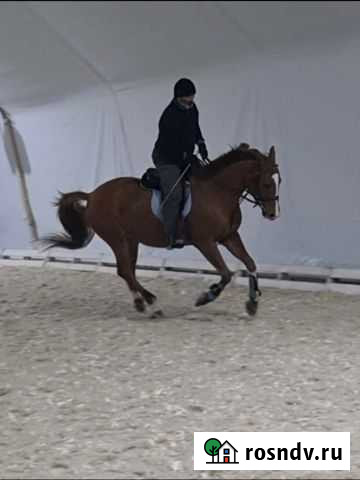 Тракененский мерин Черноголовка - изображение 1