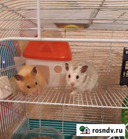 Хомячок в заботливые руки Нижний Новгород - изображение 1
