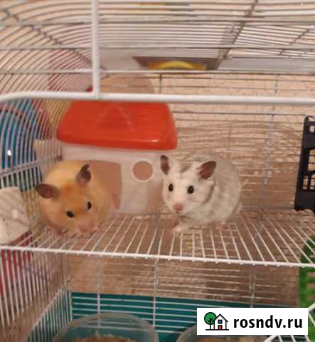 Хомячок в заботливые руки Нижний Новгород - изображение 1