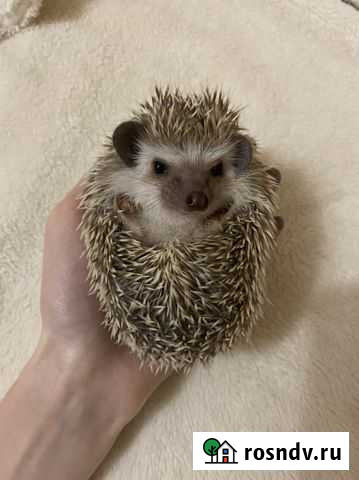 Африканский ежик Пенза - изображение 1