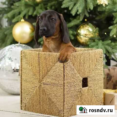 Баварская горная гончая Ярославль - изображение 1