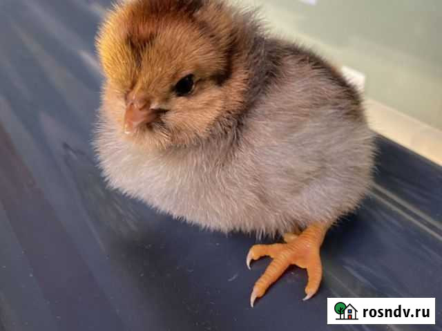 Цыплята Великий Новгород - изображение 1