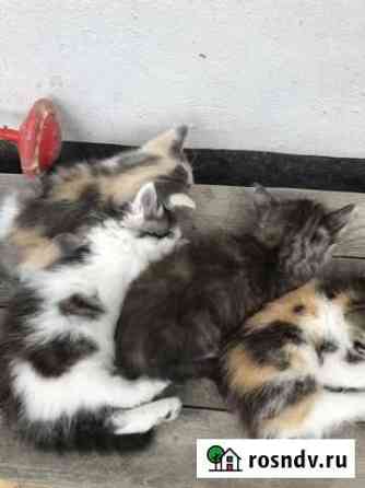 Кошка Феодосия