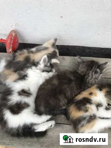 Кошка Феодосия - изображение 1