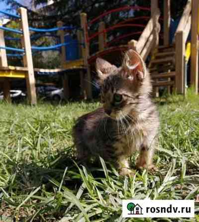 Котеночек в добрые руки Сочи