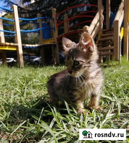 Котеночек в добрые руки Сочи - изображение 1