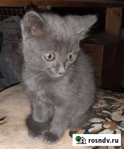 Котёнок Оболенск - изображение 1