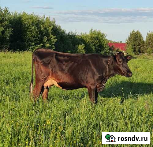Коровы Калуга - изображение 1