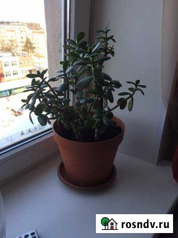 Денежное дерево Гатчина - изображение 1