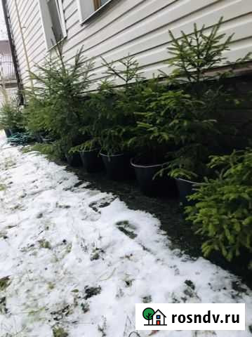 Ель в горшках Всеволожск - изображение 1