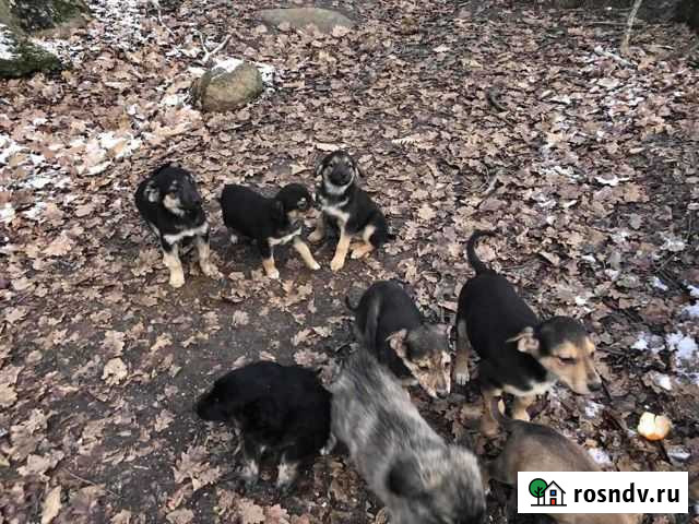 Щенки,выброшенные на смерть Алушта - изображение 1