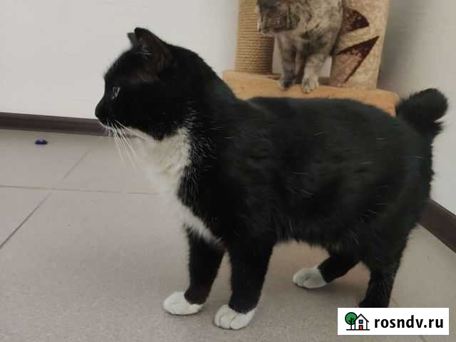 Бобтейл Благовещенск - изображение 1