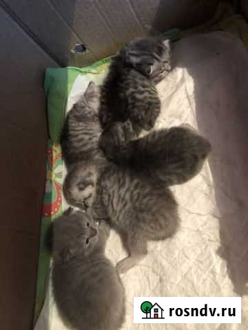 Британские котята Новокузнецк - изображение 1