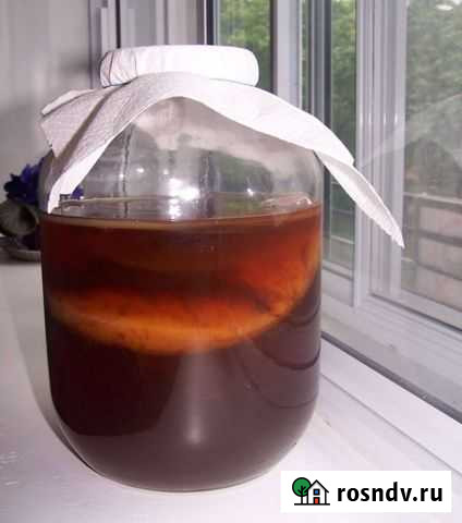 Чайный гриб. Молодой, свежий Красноярск - изображение 1