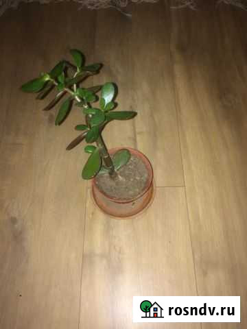 Комнатные цветы Владимир - изображение 1