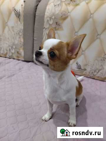 Вязка кобель чихуахуа Лыткарино - изображение 1