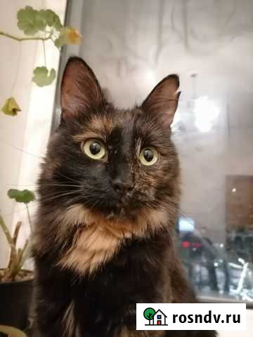 Отдам стерилизованную кошечку в добрые руки Нижний Новгород - изображение 1