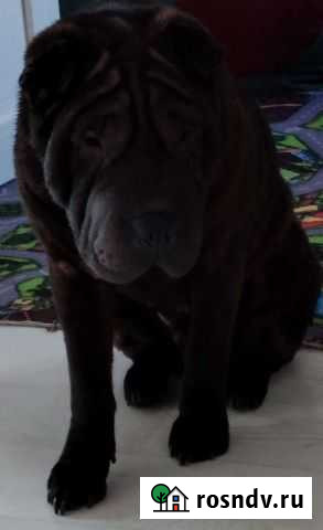 Шарпей,вязка Егорьевск - изображение 1