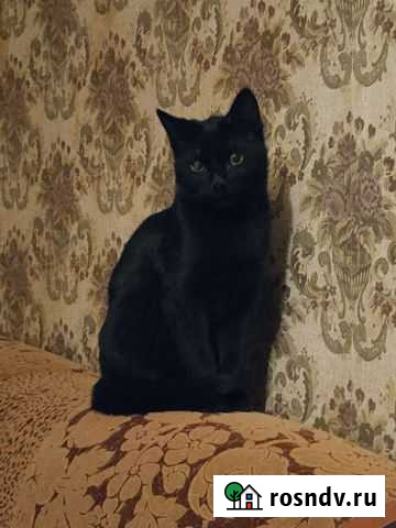 Черный кот Дзержинск - изображение 1