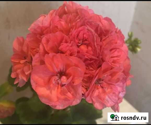 Сортовые пеларгонии Подольск - изображение 1