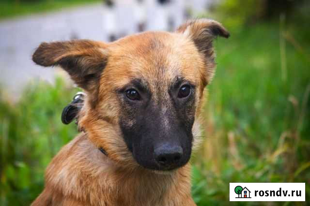 Щенок в добрые руки бесплатно Котельники - изображение 1