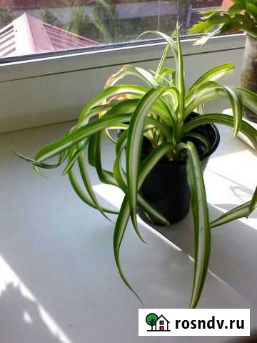 Хлорофитум Тюмень - изображение 1