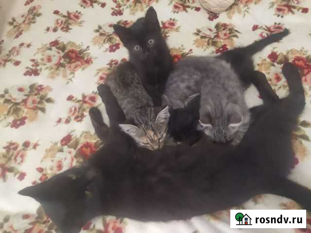 Котята в заботливые руки Симферополь - изображение 1