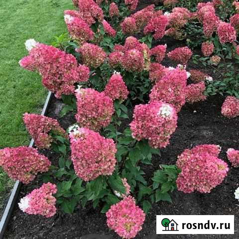 Гортензия разные сорта Стрелецкое - изображение 1