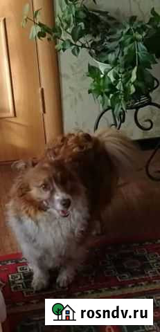 Собака потерялась Качканар - изображение 1