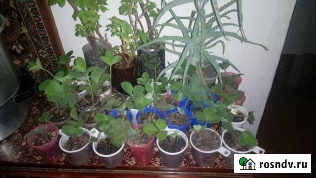 Саженцы земляники, корни смородины, малины Барнаул - изображение 1