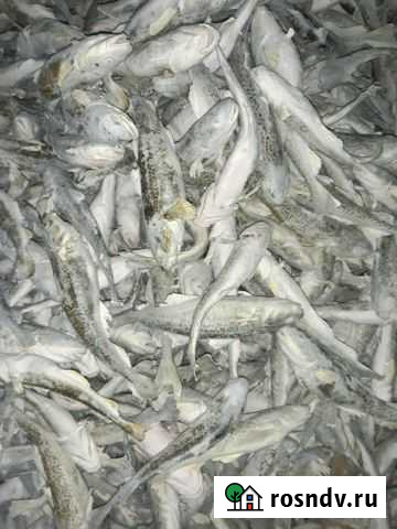 Навага Воркута - изображение 1