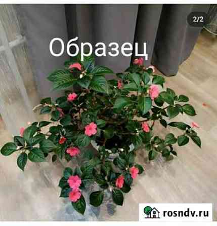 Бальзамин(Ванька мокрый). Фуксия Набережные Челны