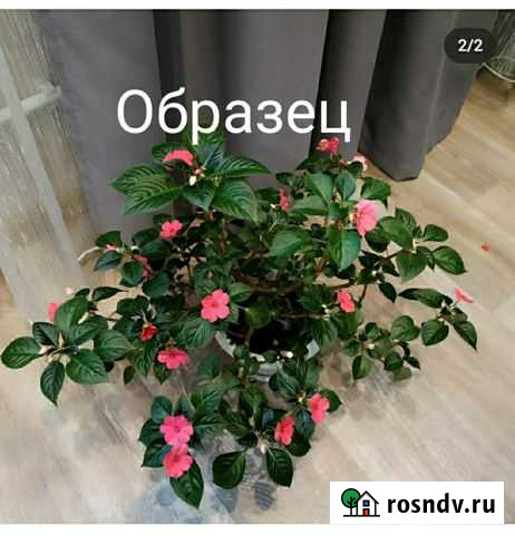 Бальзамин(Ванька мокрый). Фуксия Набережные Челны - изображение 1