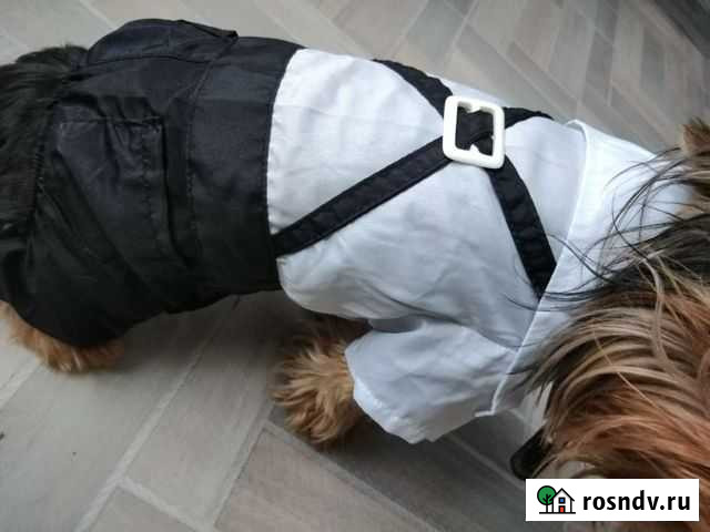 Костюм для собаки отдам за Муром - изображение 1
