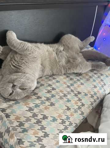 Шотландский кот вязка Нальчик - изображение 1