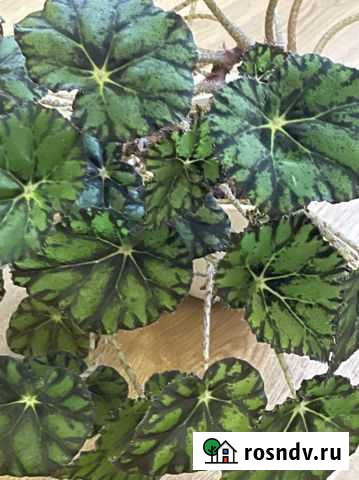 Бегония Чебоксары - изображение 1