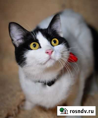 Отдам котика Рогалика Петропавловск-Камчатский - изображение 1