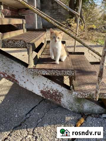 Котята в добрые руки Феодосия - изображение 1