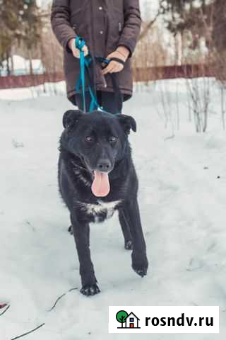 Активная И дружелюбная стрелка В поисках своей сем Клин - изображение 1