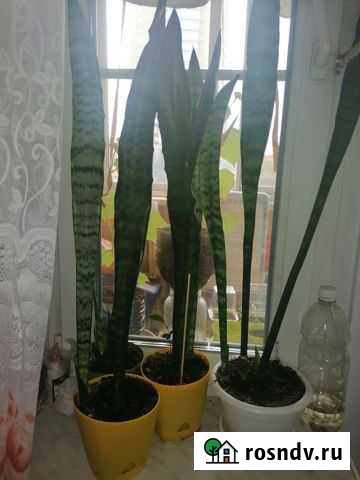 Сансевиерия (тещин язык) Щёлково - изображение 1