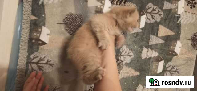 Котёнок Видное - изображение 1