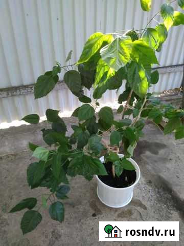 Гибискус (китайская роза) с горшком Губкин - изображение 1