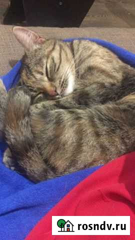 Отдам ласковую кошку в добрые руки Никольское - изображение 1