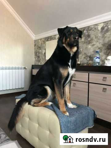 Арчи в добрые руки Мытищи - изображение 1