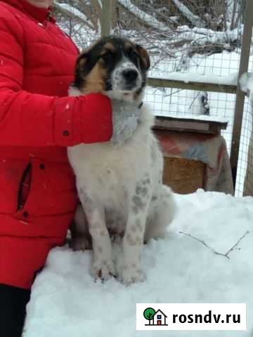 Собака в добрые руки Смоленск - изображение 1