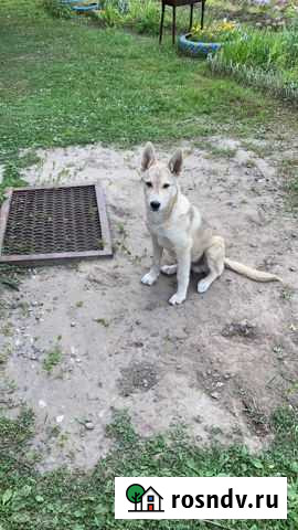 Собаки бесплатно в добрые руки Нижневартовск - изображение 1