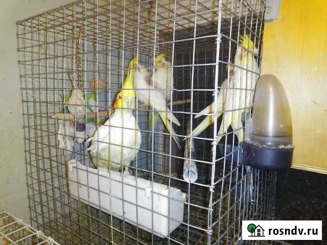 Попугай Корелла Скопин - изображение 1