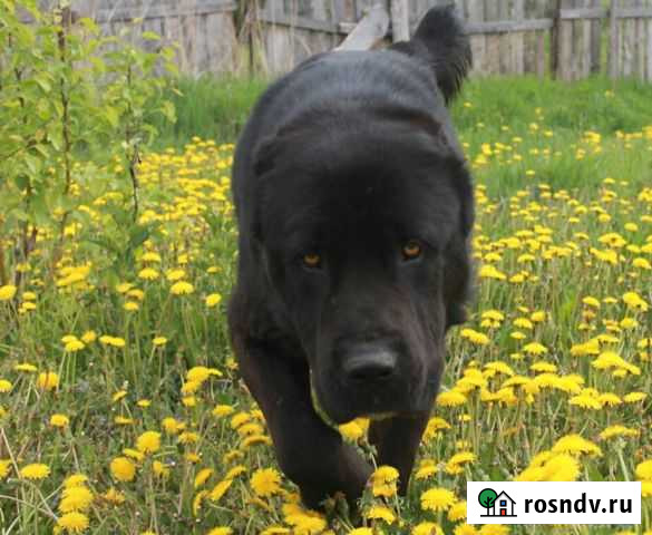 Жених Курган - изображение 1